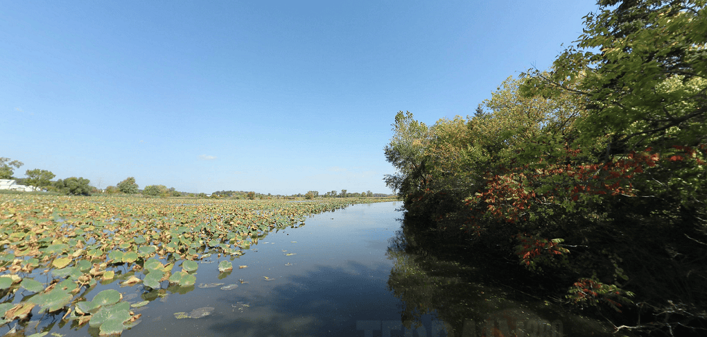 SEMCOG| image: lily-pad-filled-wetland-channel-bordered-by-trees