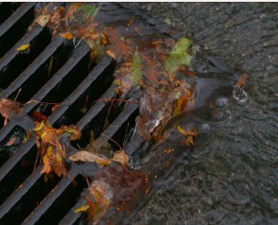 Rainwater carrying fallen leaves into a street storm drain, highlighting the importance of effective stormwater management and debris control.