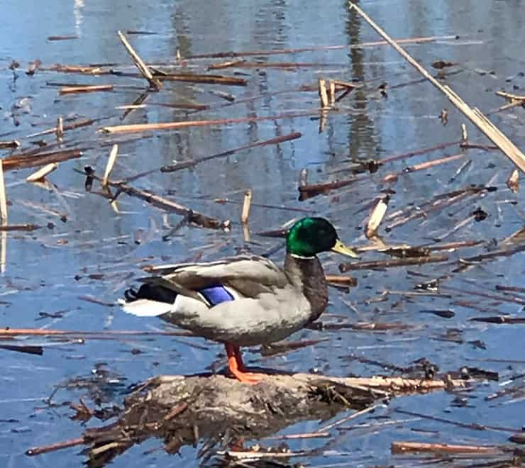 Duck