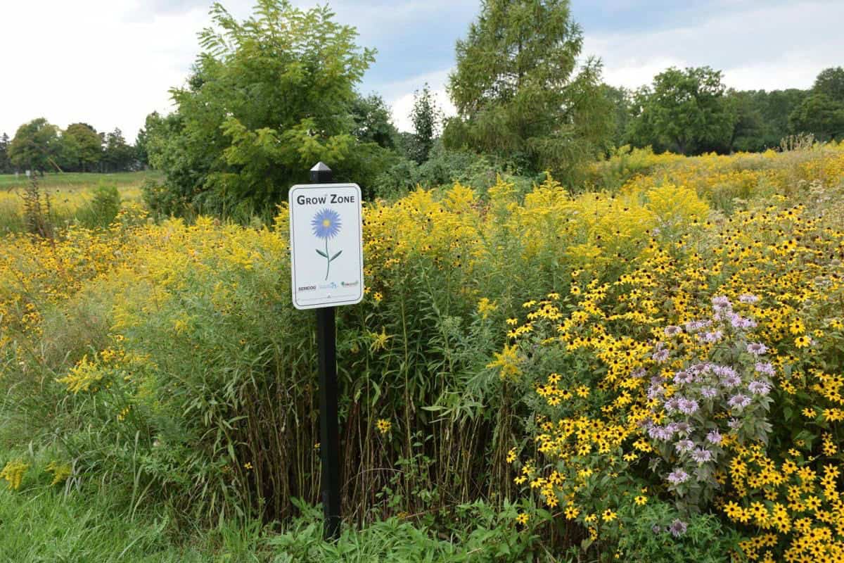 Green Infrastructure - Grow Zone