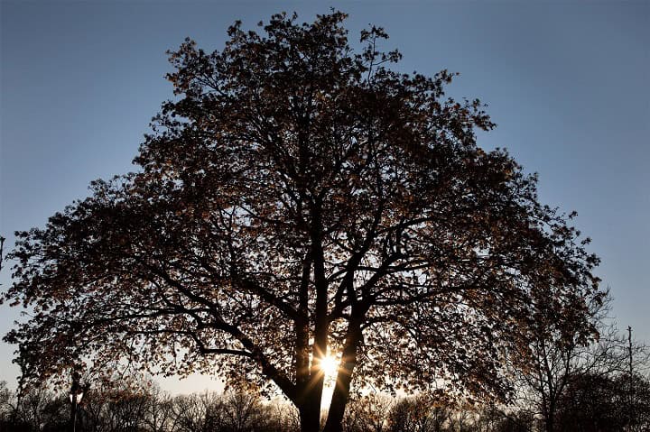 Tree sunset