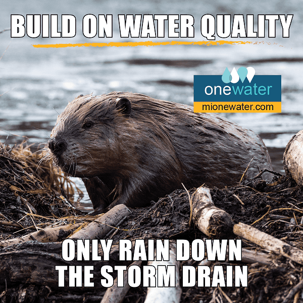 Beaver: Only rain down the storm drain