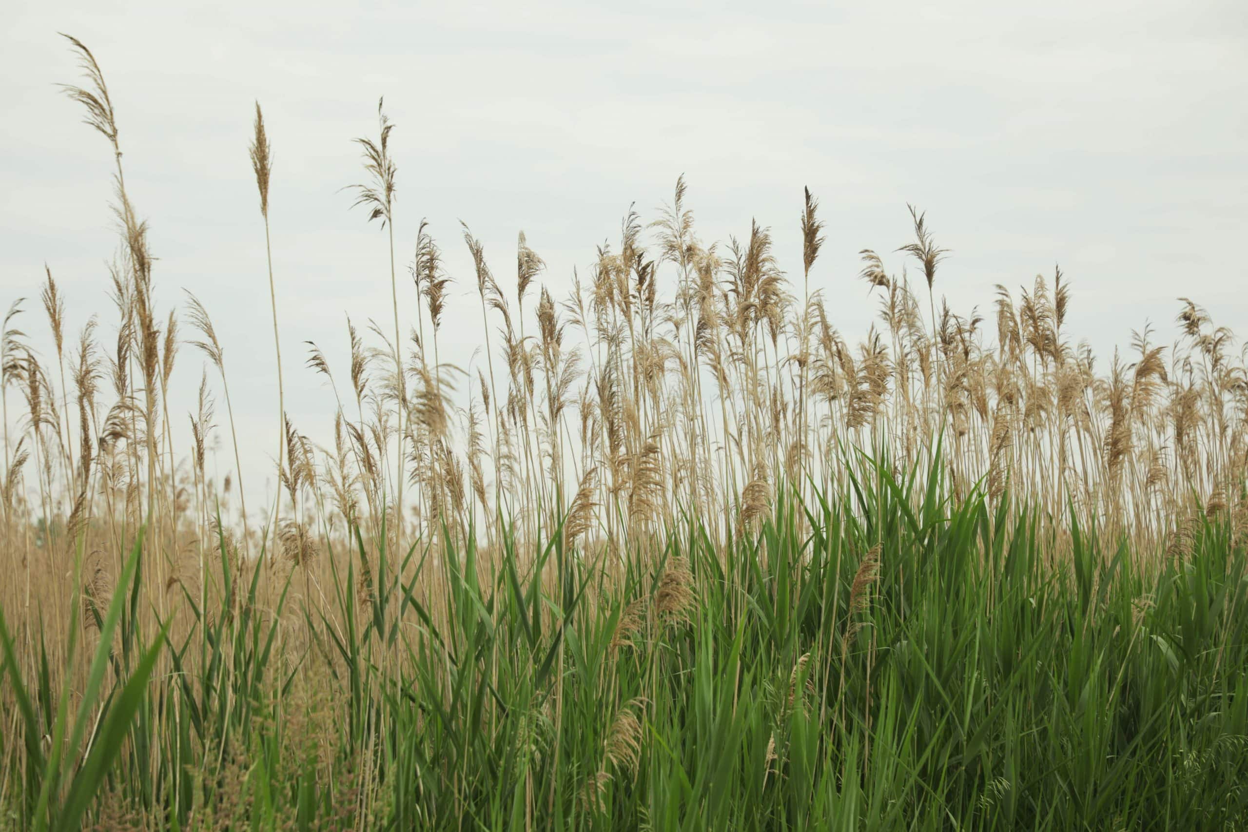 A thick patch of phragmites