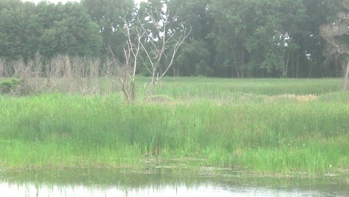 Pointe Rosa Marsh at Lake St. Clair Metropark
