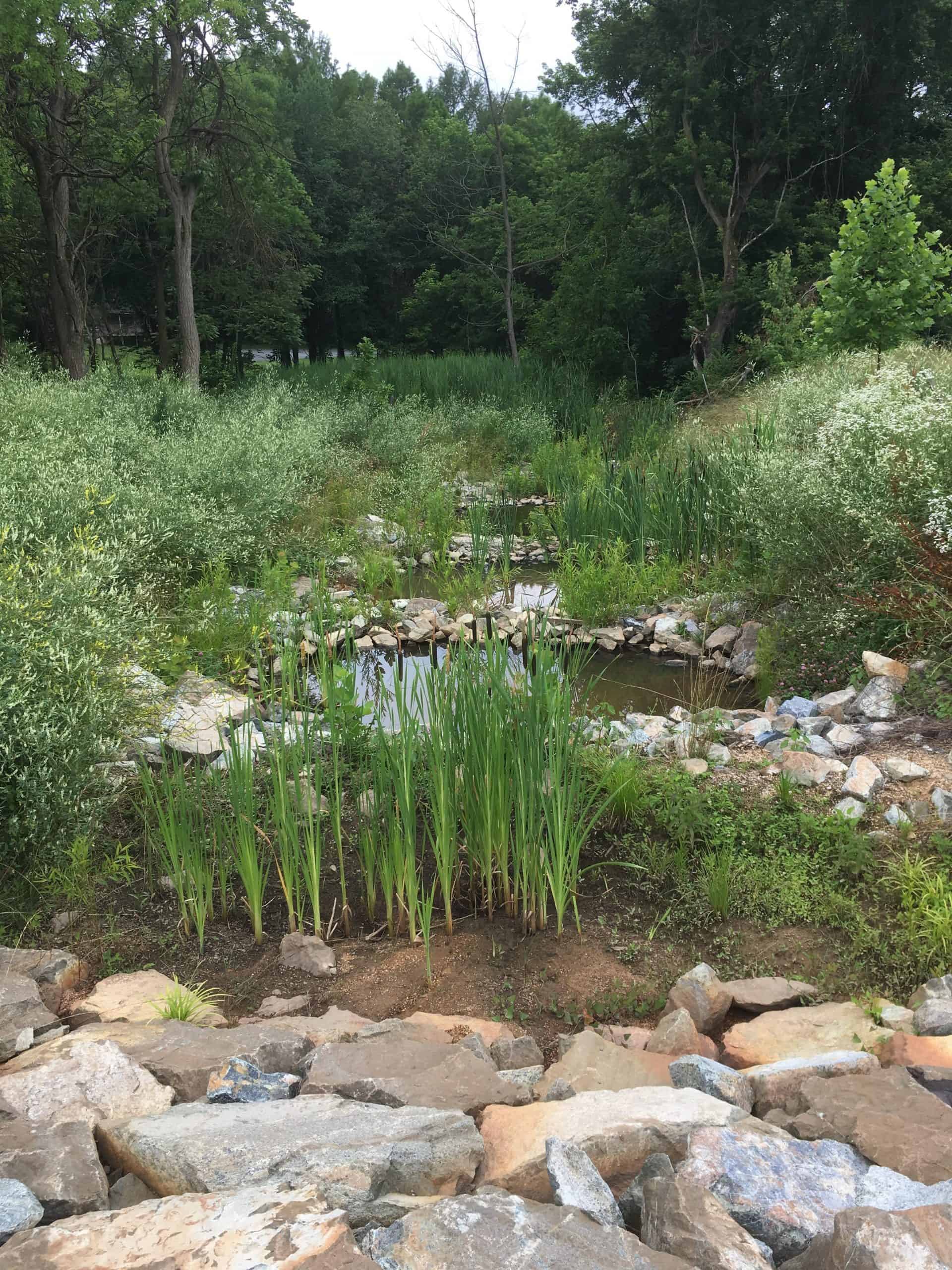 wetland with grass, rocks, and trees