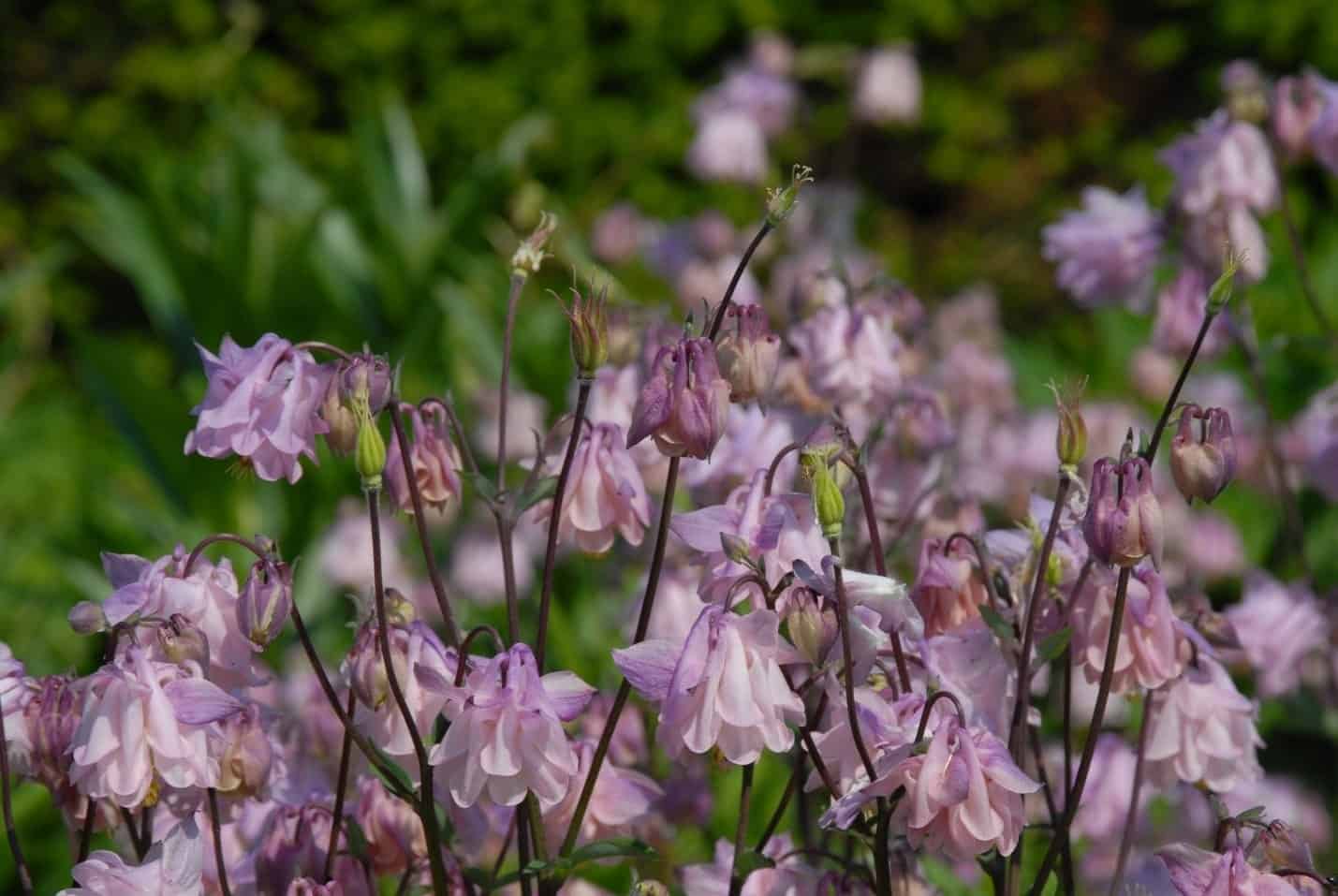 purple wild flowers