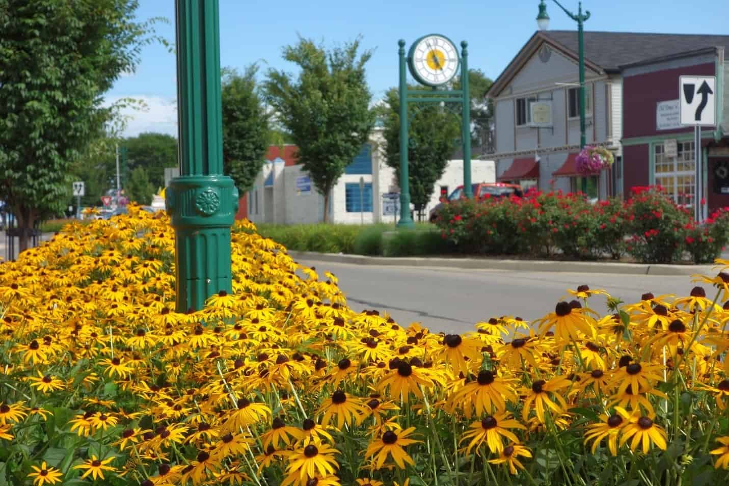 flowers and road in downtown area