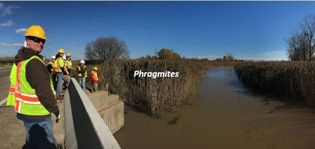 image of phragmites