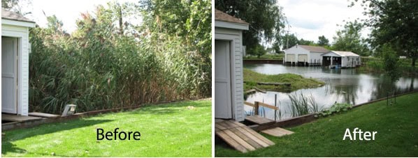 Before and after Phragmites invasion