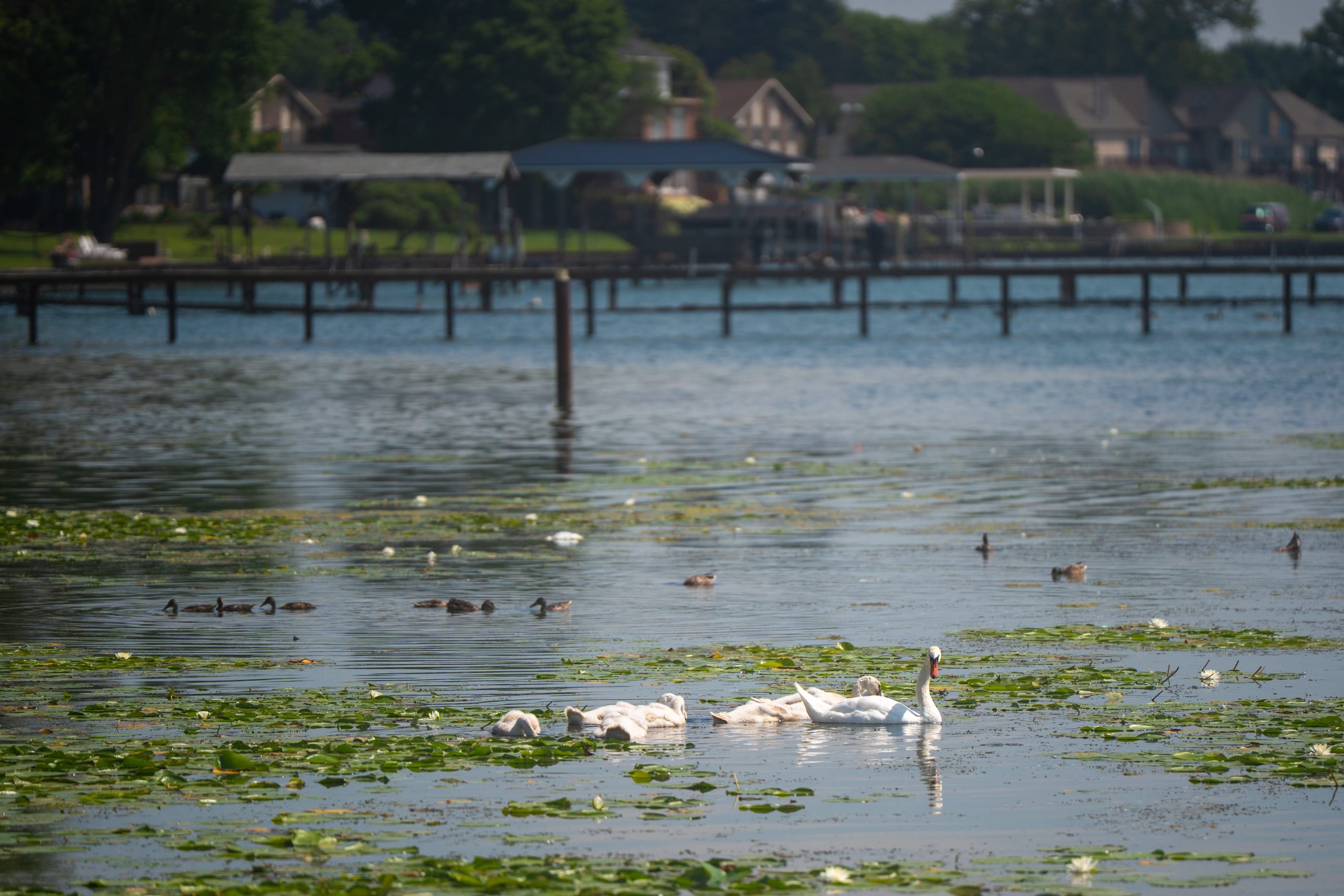 Swans and ducks glide through a wetland area with lily pads and waterfront homes in the background.